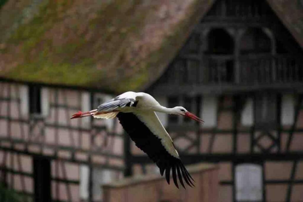 Апартаменты Coeur Alsace Кольмар Экстерьер фото